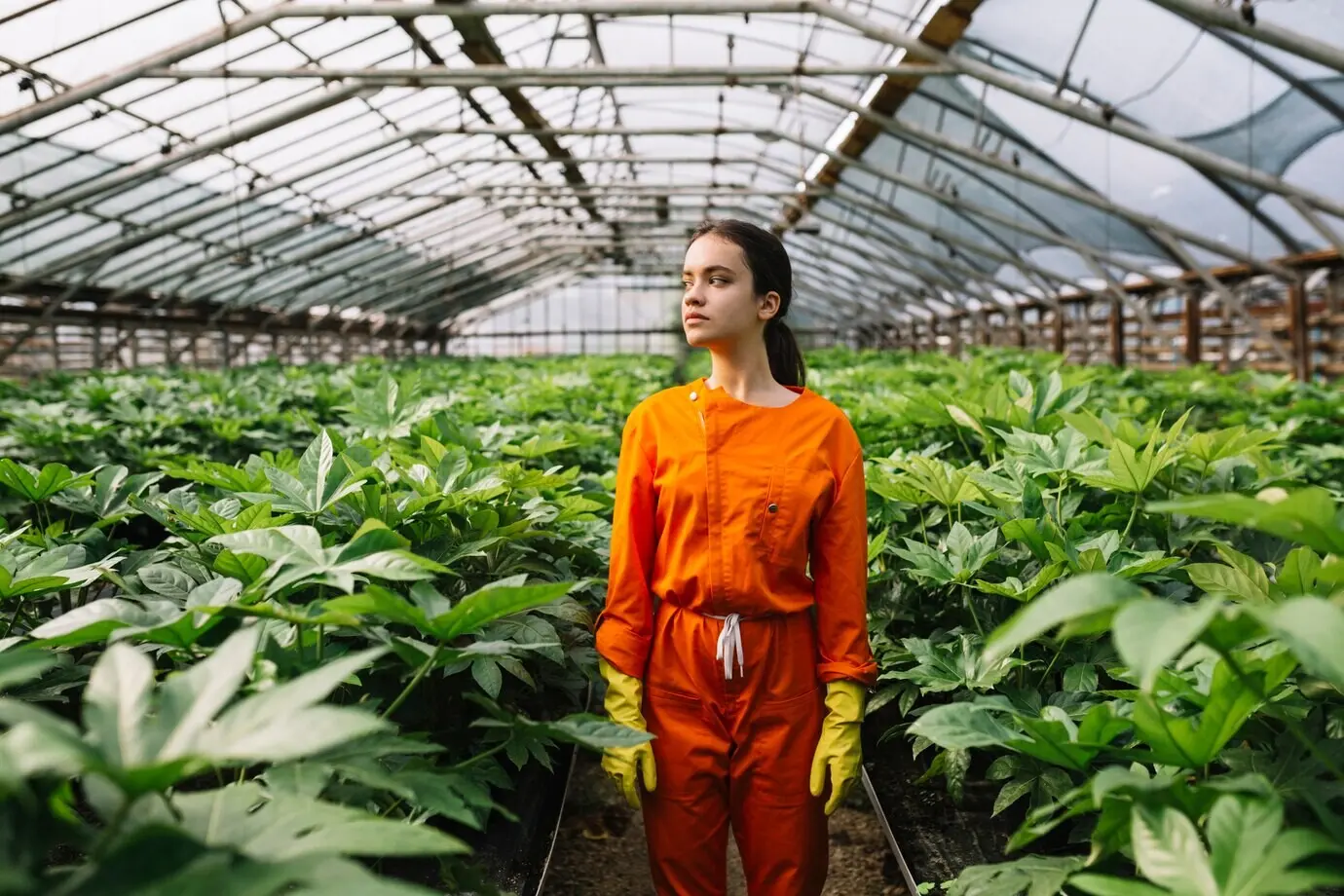 A female gardener stands near Fatsia japonica plants growing in a greenhouse.